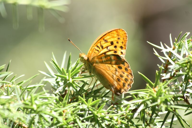 Argynis paphia?